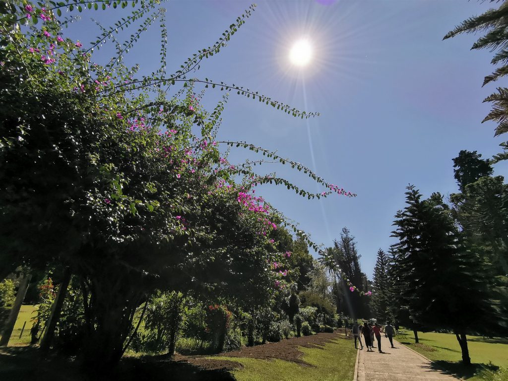 Visitors walking along a paved path beside a bougainvillea hedge and tall conifers in Victoria Park