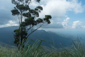 Forested hills and a deep valley seen from the grassy top of Ella Rock, with a eucalyptus tree in the foreground and clouds over the distant plains