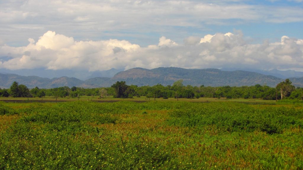 Green grassland and scattered trees in Wasgamuwa National Park, with a line of forested hills under white clouds behind