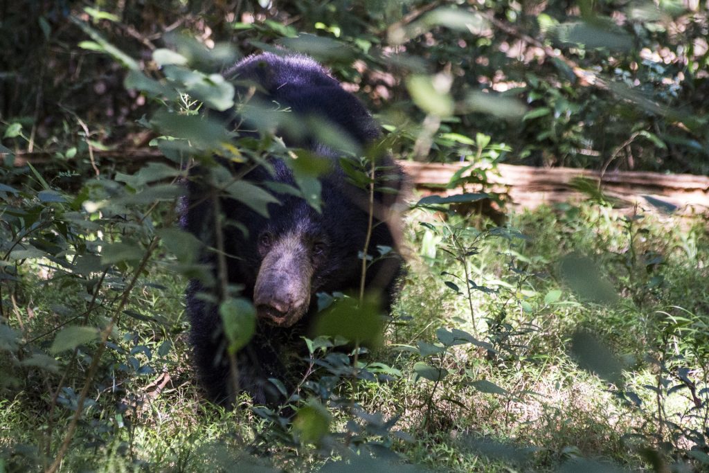 Sloth bear with a pale snout walking towards the camera through green undergrowth