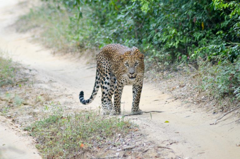 Sri Lankan leopard standing on a sandy jeep track between bushes, looking towards the camera