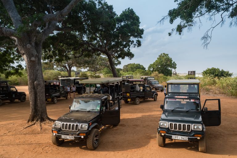 Several open-sided safari jeeps parked under large trees on a red dirt clearing